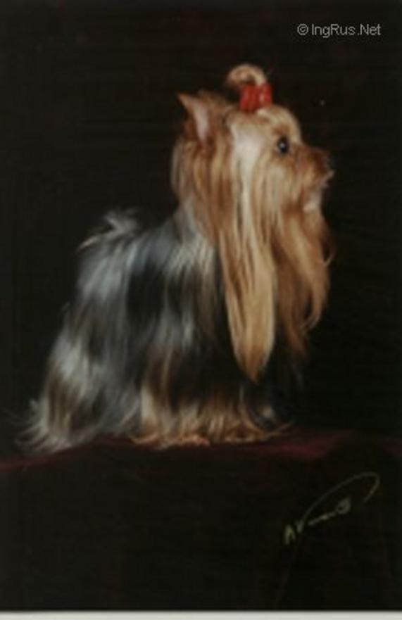  UINNI &mdash; Labaza DogPedigree YorkshireTerrier